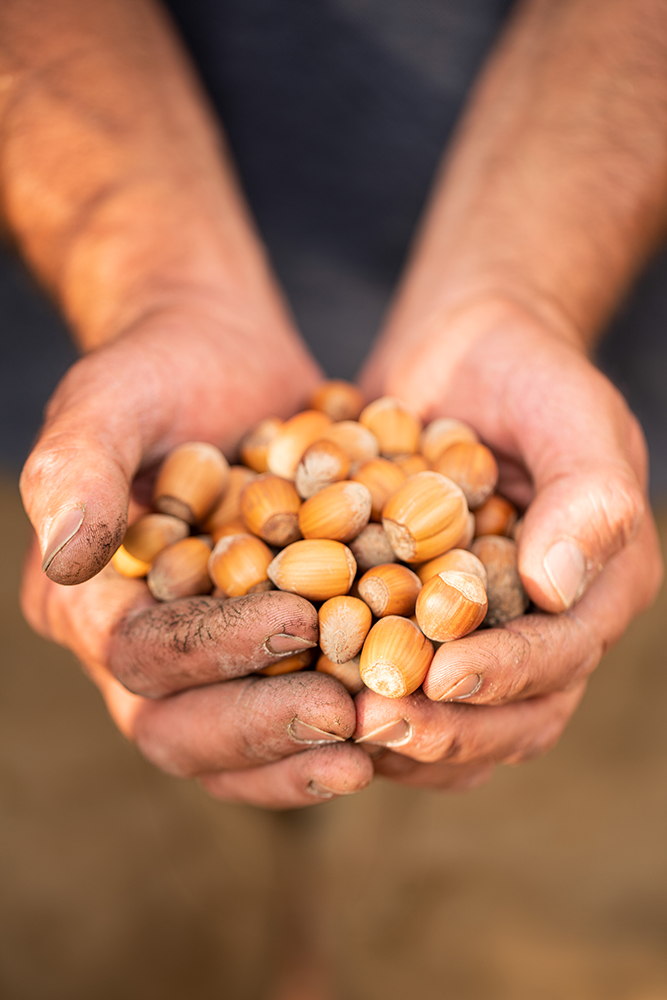 Vesuvius Hazelnut